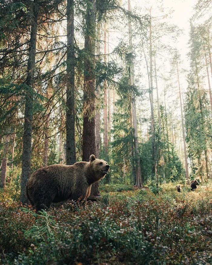 35 Close-Up Photographs Of Wild Animals In Their Natural Environments By Konsta Punkka