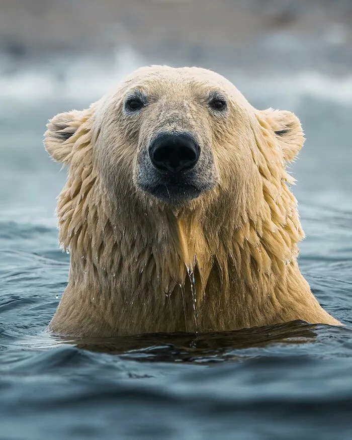 35 Close-Up Photographs Of Wild Animals In Their Natural Environments By Konsta Punkka