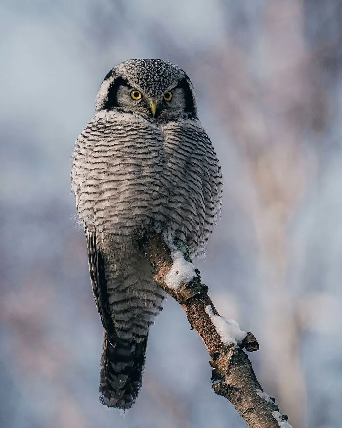 35 Close-Up Photographs Of Wild Animals In Their Natural Environments By Konsta Punkka