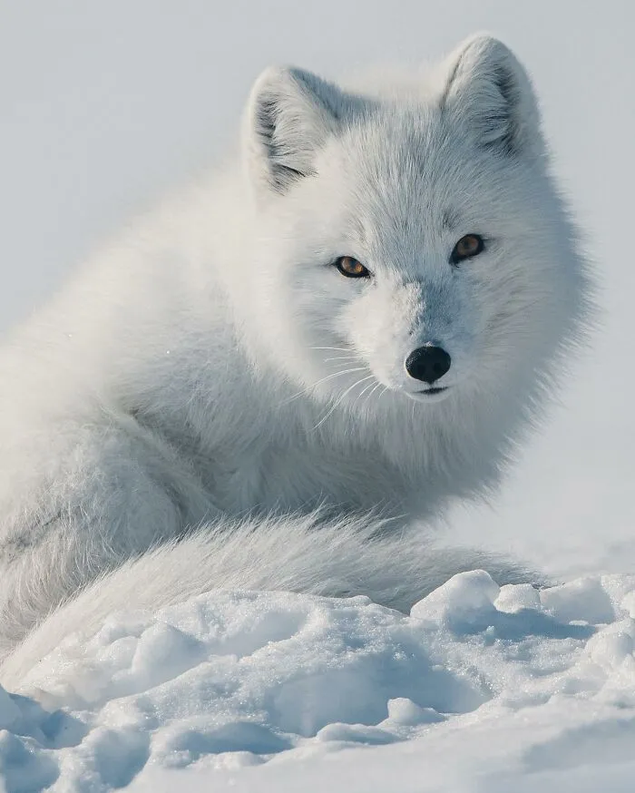 35 Close-Up Photographs Of Wild Animals In Their Natural Environments By Konsta Punkka