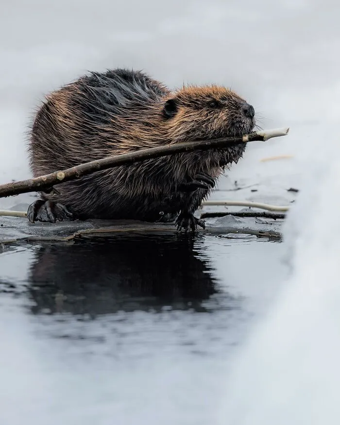35 Close-Up Photographs Of Wild Animals In Their Natural Environments By Konsta Punkka