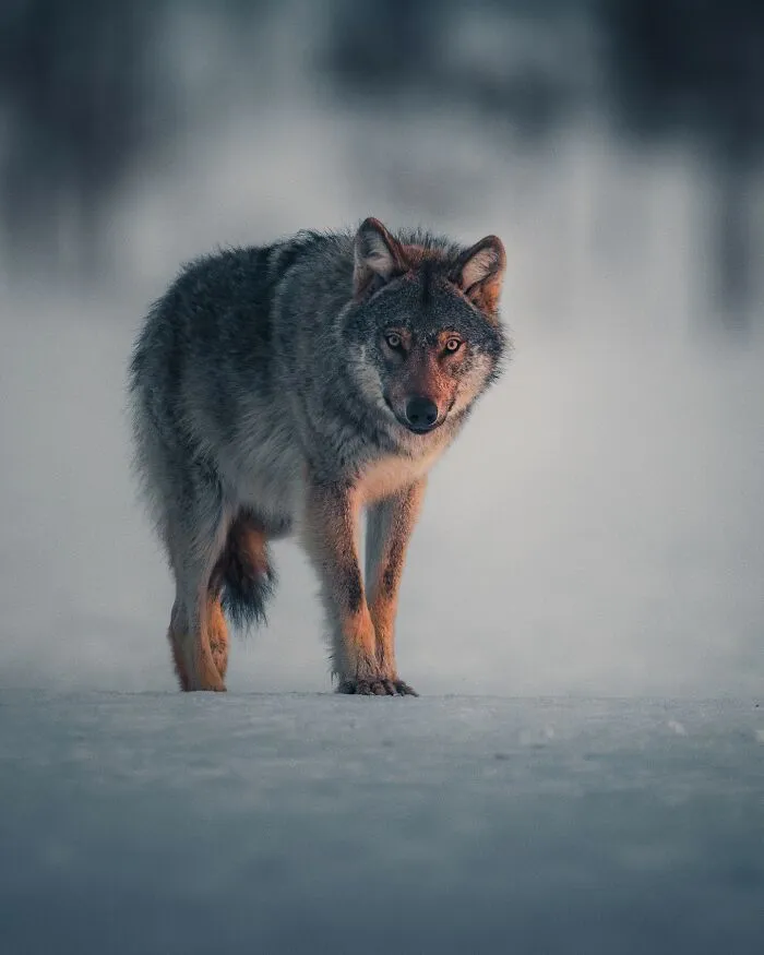 35 Close-Up Photographs Of Wild Animals In Their Natural Environments By Konsta Punkka