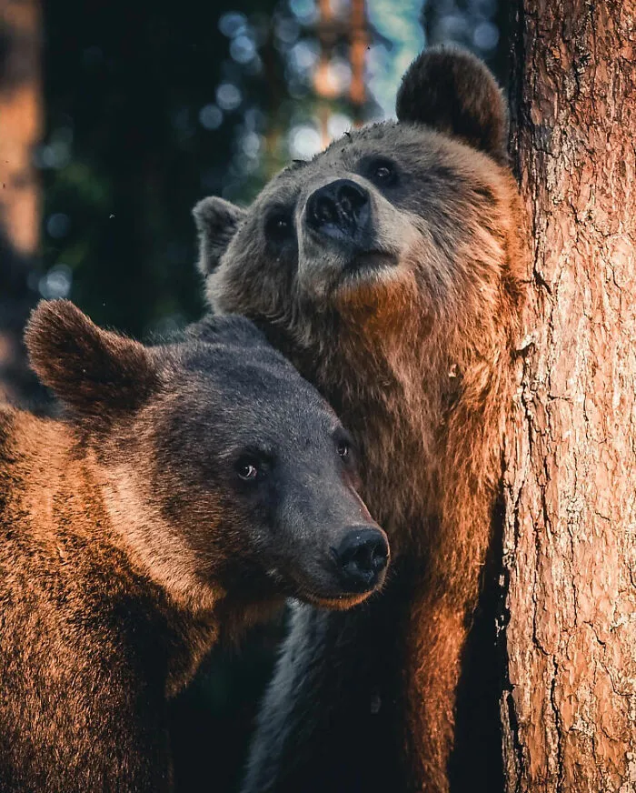 35 Close-Up Photographs Of Wild Animals In Their Natural Environments By Konsta Punkka