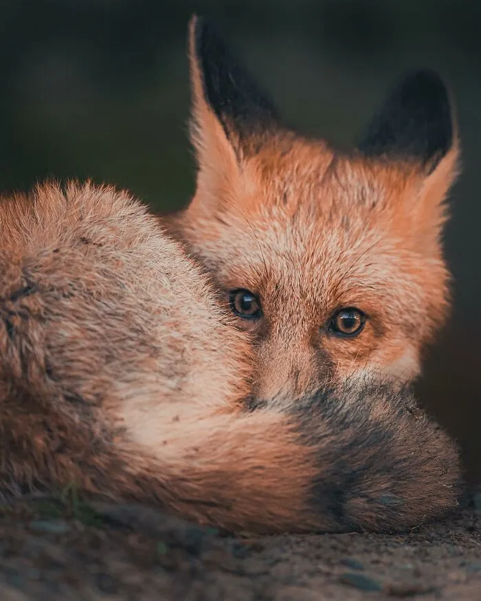 35 Close-Up Photographs Of Wild Animals In Their Natural Environments By Konsta Punkka