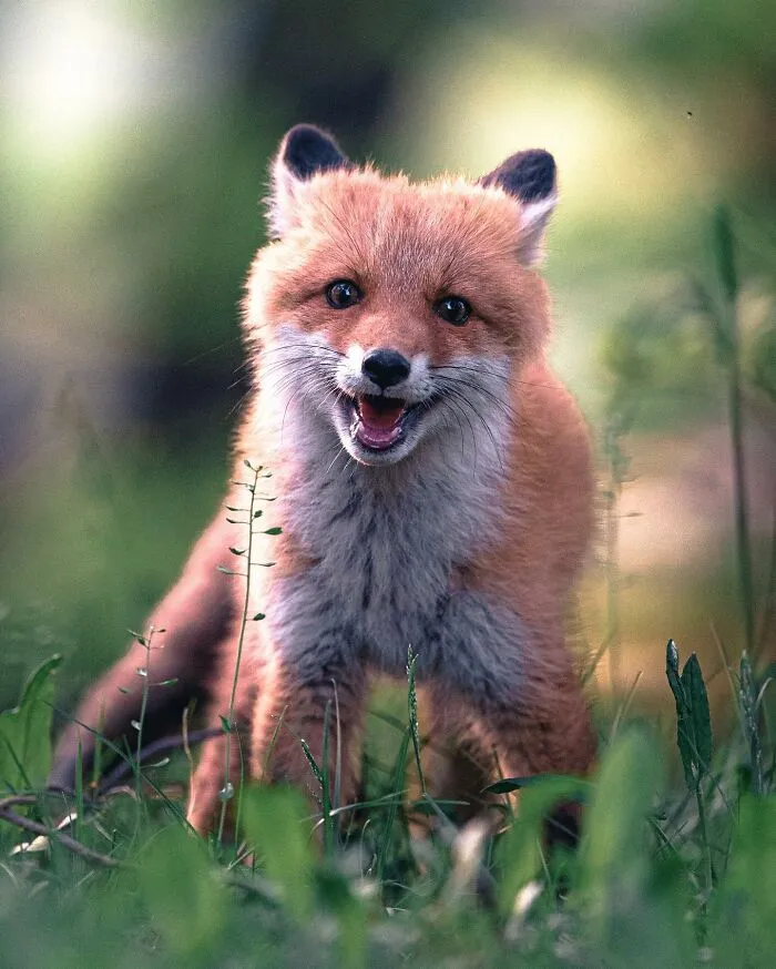 35 Close-Up Photographs Of Wild Animals In Their Natural Environments By Konsta Punkka