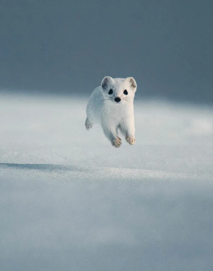 35 Close-Up Photographs Of Wild Animals In Their Natural Environments By Konsta Punkka