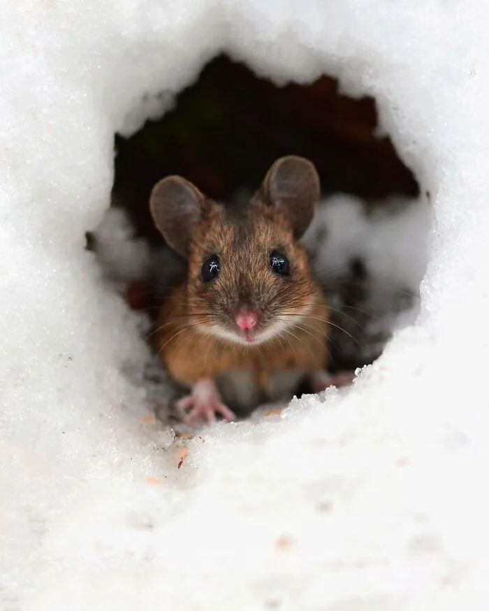35 Close-Up Photographs Of Wild Animals In Their Natural Environments By Konsta Punkka