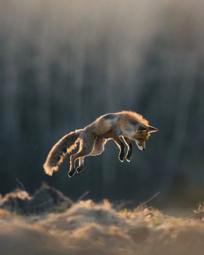 35 Close-Up Photographs Of Wild Animals In Their Natural Environments By Konsta Punkka