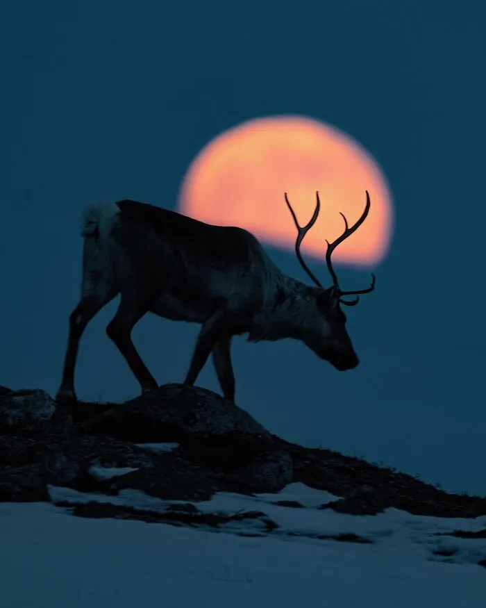 35 Close-Up Photographs Of Wild Animals In Their Natural Environments By Konsta Punkka