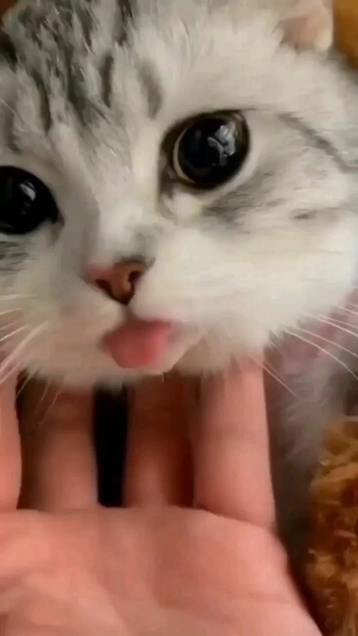 50 Hilariously Chaotic Cats Who Look Like They Were Programmed Wrong (New Pics)