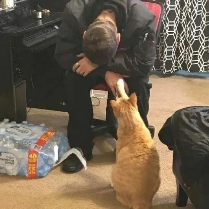 50 Hilariously Chaotic Cats Who Look Like They Were Programmed Wrong (New Pics)