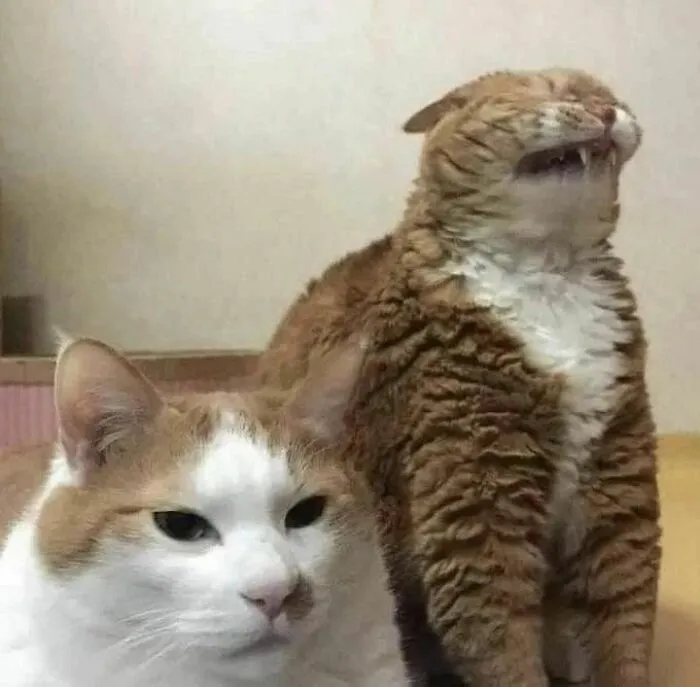 50 Hilariously Chaotic Cats Who Look Like They Were Programmed Wrong (New Pics)