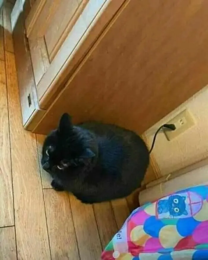 50 Hilariously Chaotic Cats Who Look Like They Were Programmed Wrong (New Pics)
