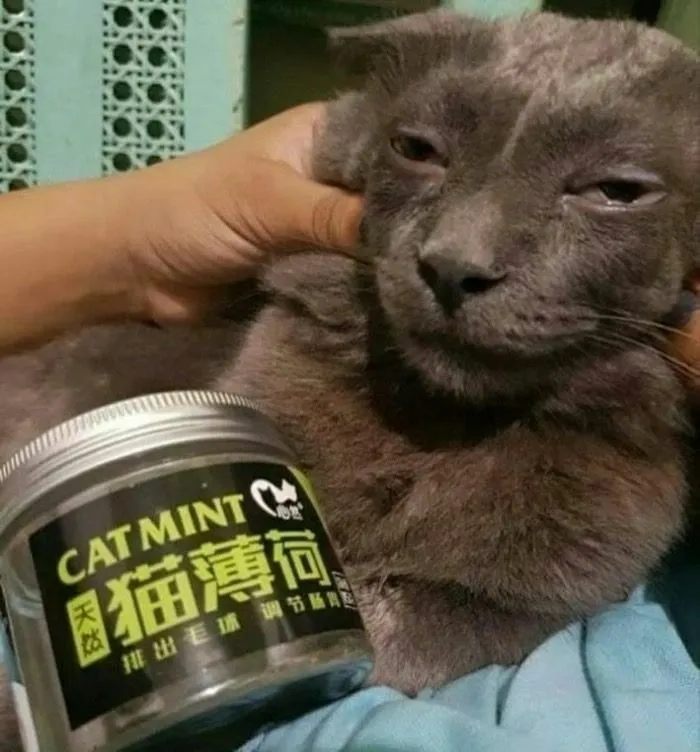 50 Hilariously Chaotic Cats Who Look Like They Were Programmed Wrong (New Pics)