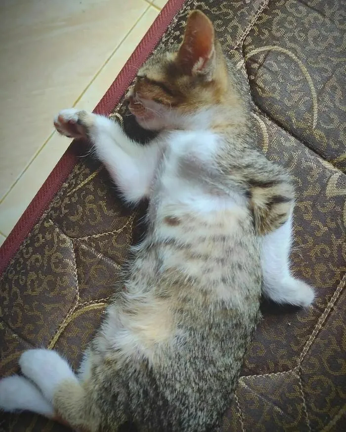 50 Hilariously Chaotic Cats Who Look Like They Were Programmed Wrong (New Pics)