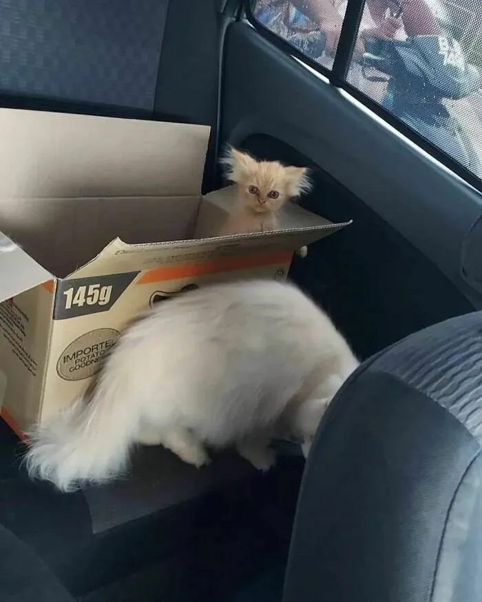 50 Hilariously Chaotic Cats Who Look Like They Were Programmed Wrong (New Pics)