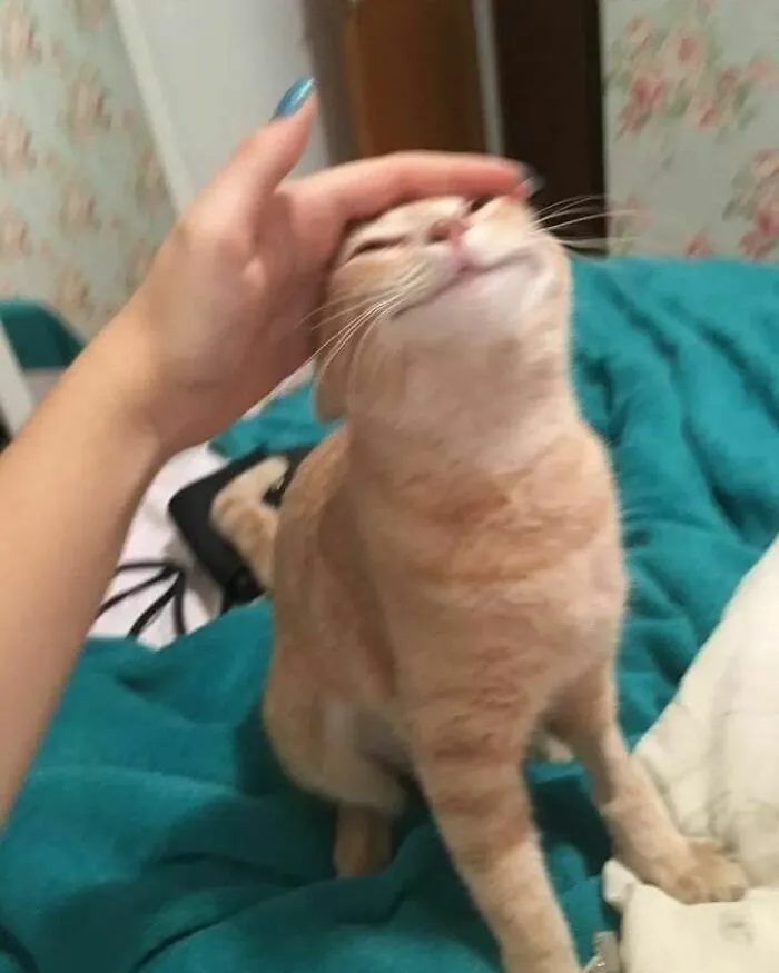 50 Hilariously Chaotic Cats Who Look Like They Were Programmed Wrong (New Pics)