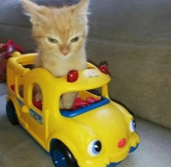 50 Hilariously Chaotic Cats Who Look Like They Were Programmed Wrong (New Pics)