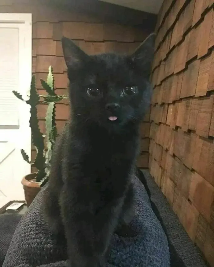 50 Hilariously Chaotic Cats Who Look Like They Were Programmed Wrong (New Pics)
