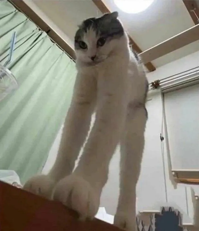 50 Hilariously Chaotic Cats Who Look Like They Were Programmed Wrong (New Pics)