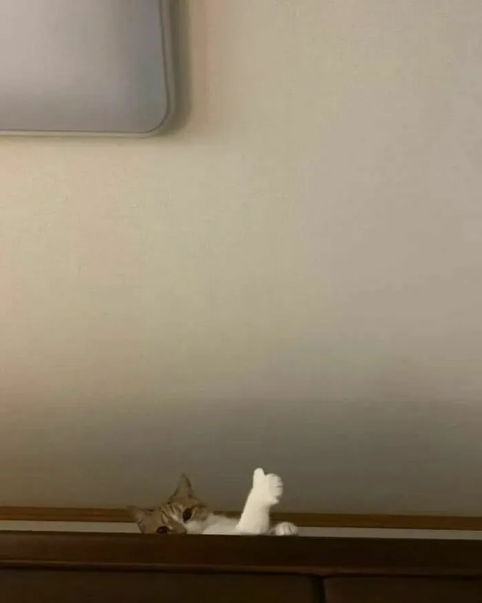 50 Hilariously Chaotic Cats Who Look Like They Were Programmed Wrong (New Pics)