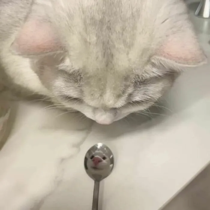 50 Hilariously Chaotic Cats Who Look Like They Were Programmed Wrong (New Pics)