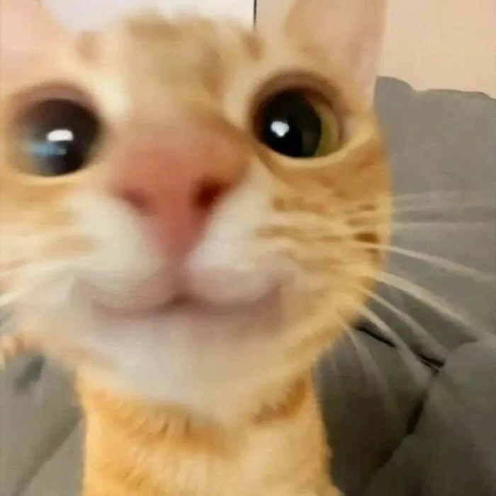 50 Hilariously Chaotic Cats Who Look Like They Were Programmed Wrong (New Pics)
