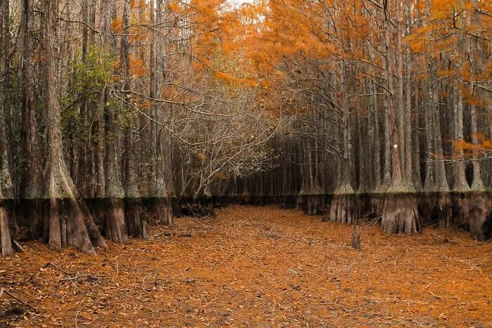 Árboles tupelo en un pantano seco