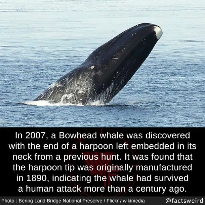 50 “Weird Facts” That You Might Not Have Known Before Today (New Pics)