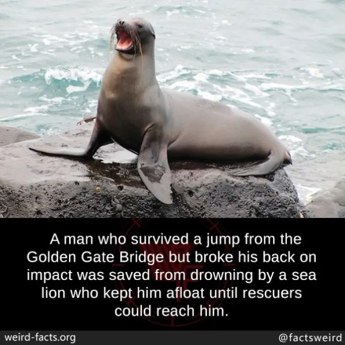 50 “Weird Facts” That You Might Not Have Known Before Today (New Pics)