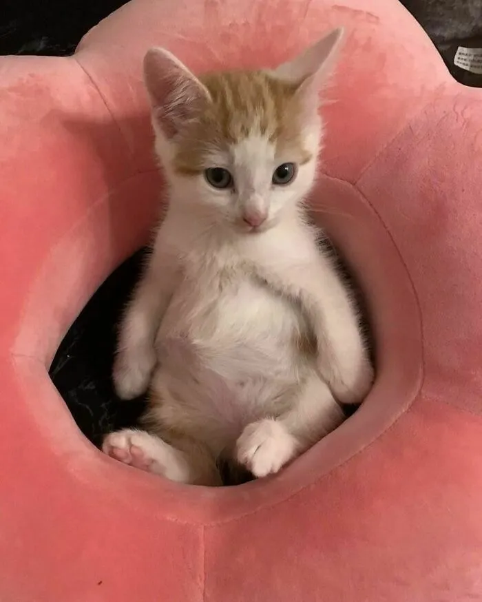 Cute kitten sitting in a pink cushion, creating a funny and adorable moment.