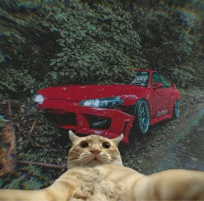 Cat taking a selfie in front of a red sports car, blending humor and curiosity.