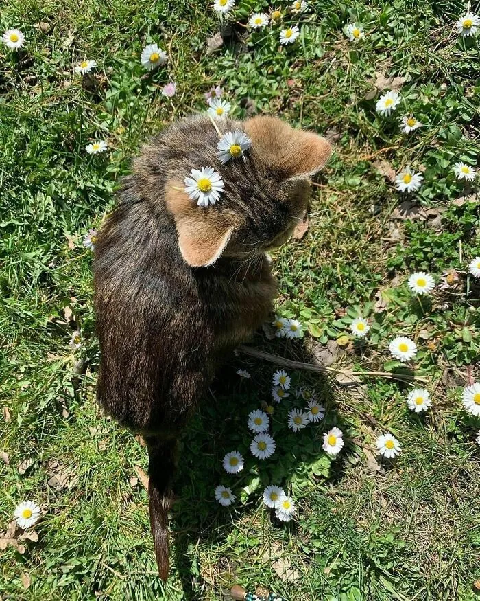 Cat sitting on grass with daisies, one daisy placed on its ear, creating a cute and funny scene.