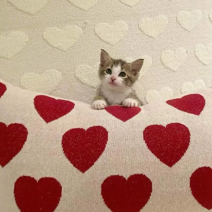 Cute kitten peeking over heart-patterned cushion, creating a funny moment that lightens the mood.