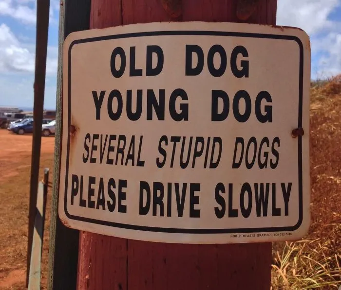 Perro viejo. Perro joven. Varios perros estúpidos. Por favor, conduzca despacio