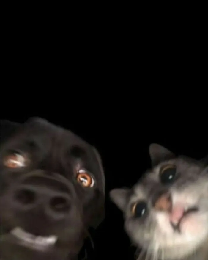 A cat and a dog looking surprised at the camera against a black background, capturing a humorous moment.
