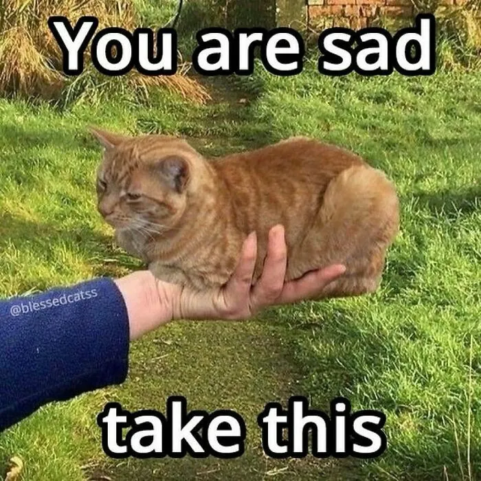 A person holding a loaf-shaped cat outdoors with humorous text above and below.