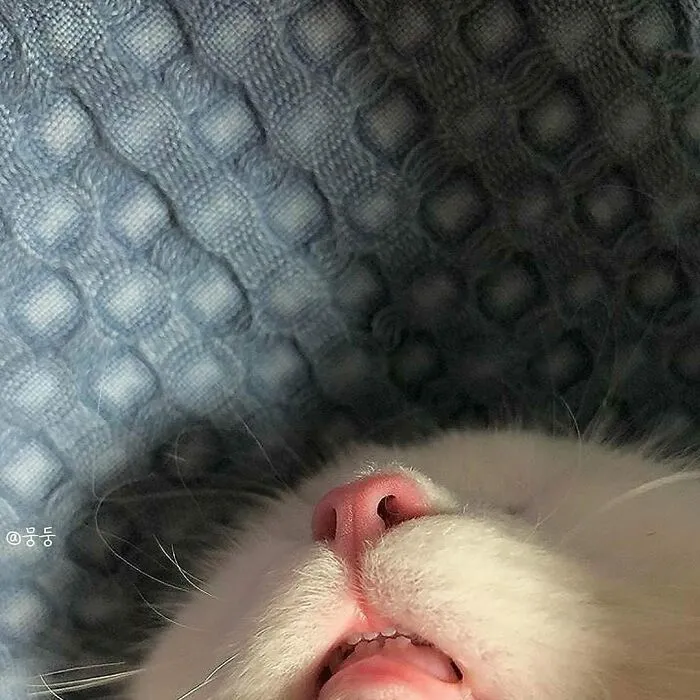 Close-up of a cat’s nose and mouth resting on a quilted fabric, showing soft pink details.