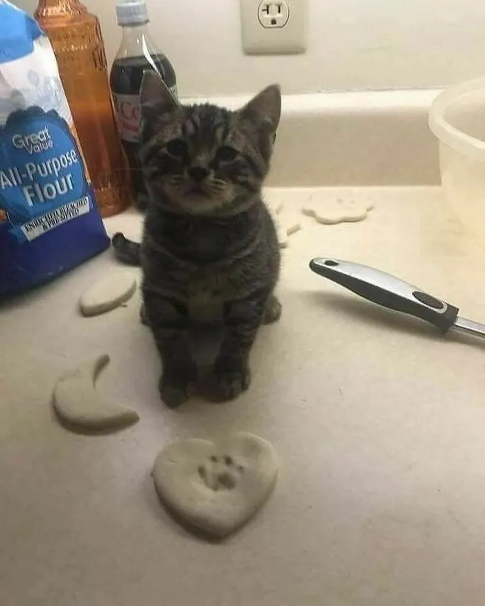 A cute kitten sits on a counter surrounded by flour and cookie shapes, ready to make you laugh and forget your worries.