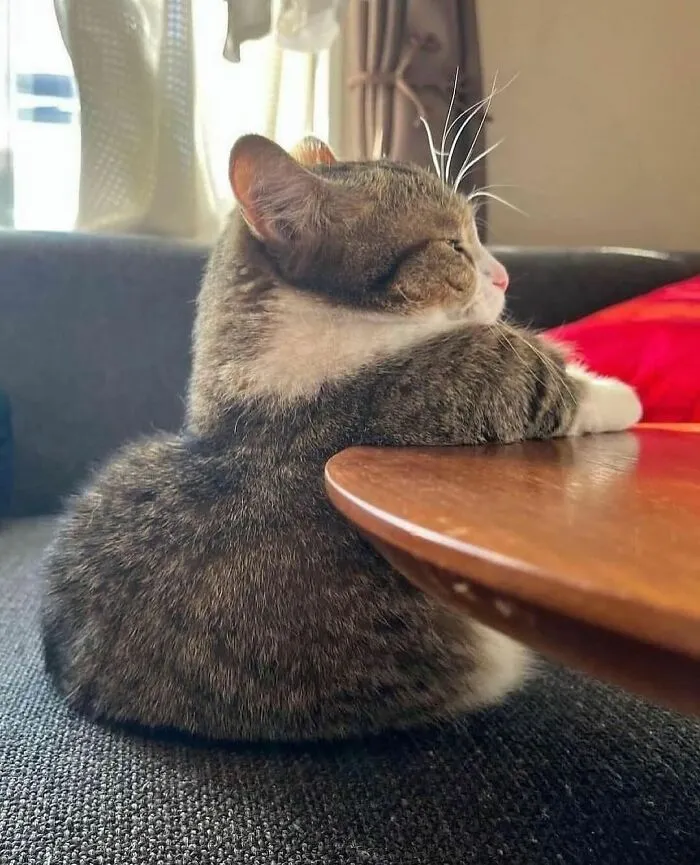 Chubby cat sitting upright on a couch beside a table, looking relaxed and content.