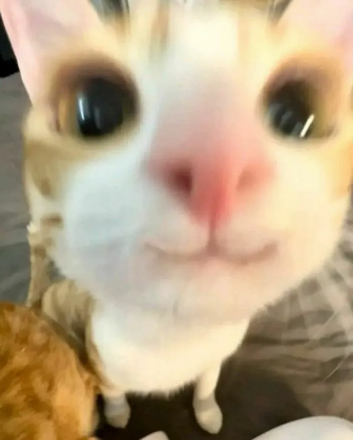 Close-up of a curious cat with wide eyes and a pink nose, providing a humorous and uplifting moment.