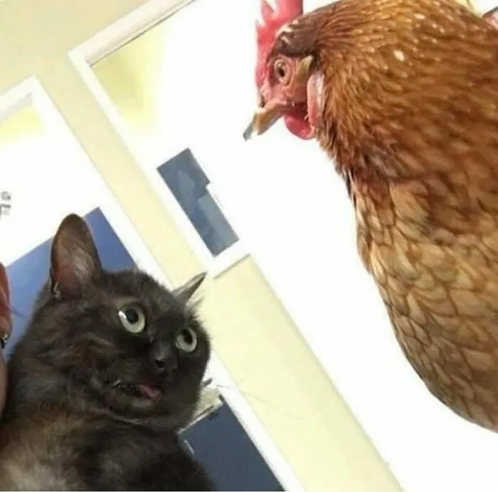A surprised cat staring at a chicken close-up.