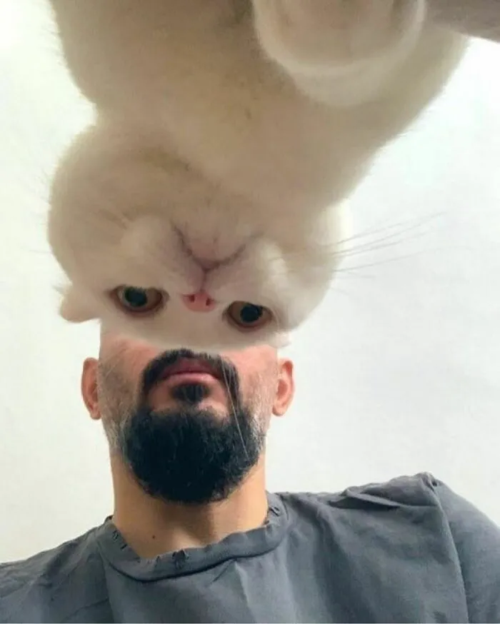 Cat looking down at camera, humorously appearing like it has a man's beard, creating a funny optical illusion.