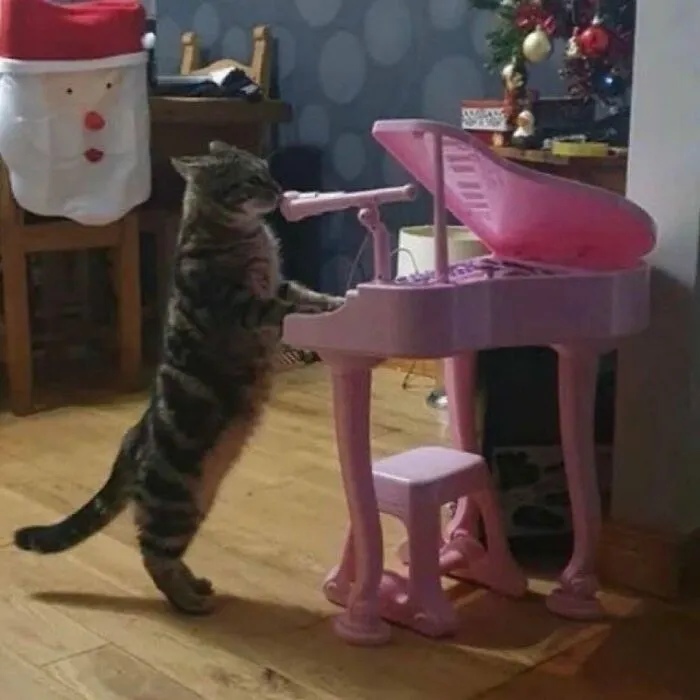 Cat standing at a pink toy piano in a festive room, looking amusing.