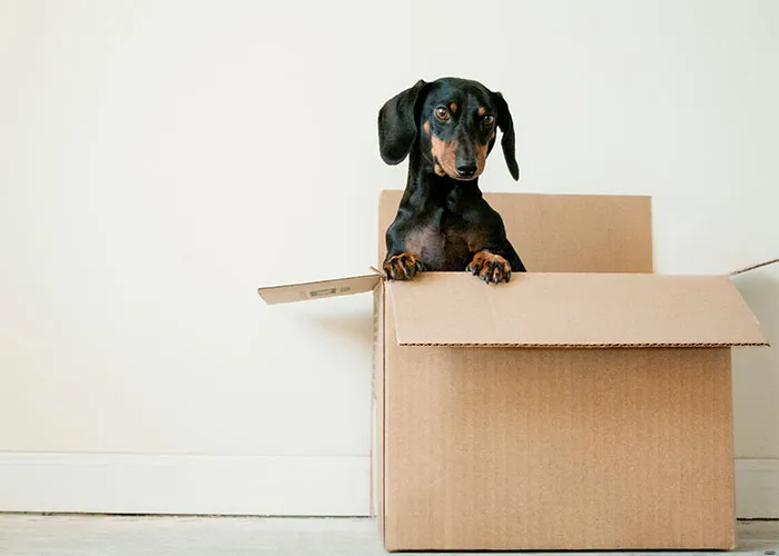 40 Of The Most Embarrassing Things Found Whilst Helping Friends Or Family Move