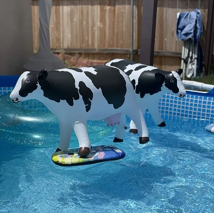 If You Want To Milk This Summer For All Its Worth, Get These <span Style="Font:inherit;color:#d74b1f;"> Inflatable Cow Toys </Span> For Your Pool