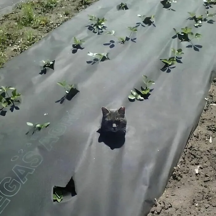 Adapt To Your Environment