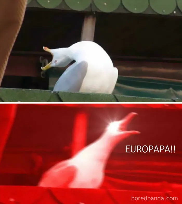 30 Memes And Jokes To Celebrate The Eurovision Song Contest Of 2024