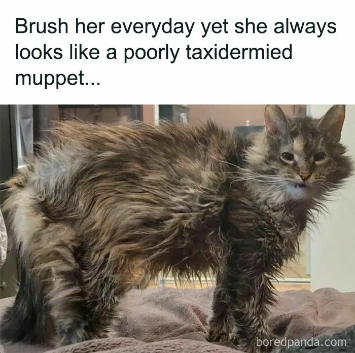 50 Hilarious Animal Memes To Leave You Cackling Like A Hyena