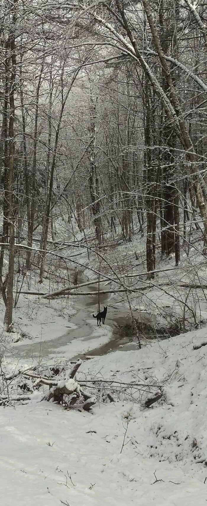 At The Local Dog Run, Featuring Lacey